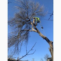 Спил деревьев! Профессиональный спил деревьев