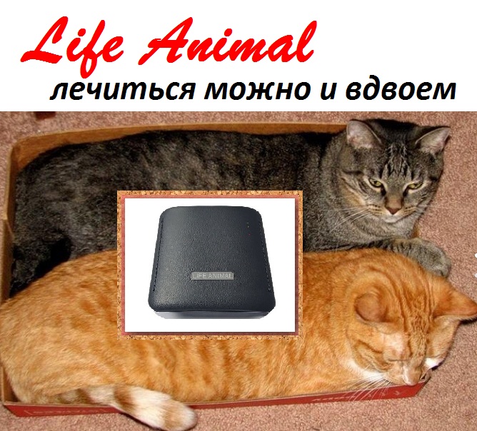 Фото 6. Лечение кошки, собаки, коровы устройством Life Animal. 4 уровня мощности| КешБэк 10%